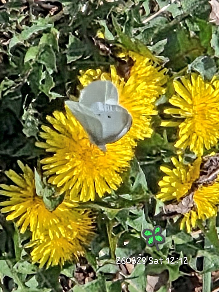 DALBLUE _ tweet media