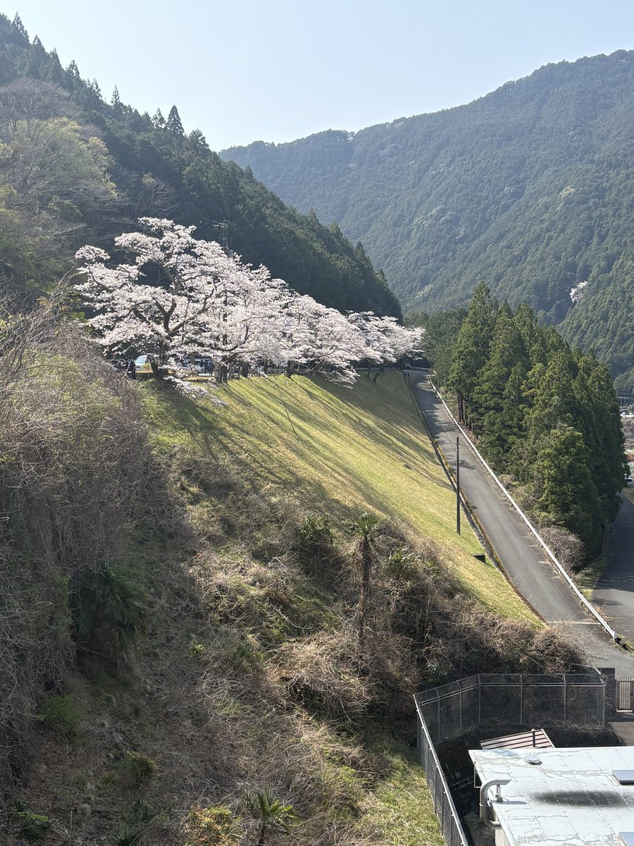 sobumoto's tweet photo. 昨日は富士山、今日は桜を見に秋葉ダムの千本桜へ行って来ました。
gsx-r125で行って来ましたか人、クルマ、バイク、自転車が多かったので足早に退散。
昨日、ウィンタージャケットを洗濯して今日から春秋ジャケットに。
バイクシーズン到来を感じながら走れました。 https://t.co/f63084jXOk