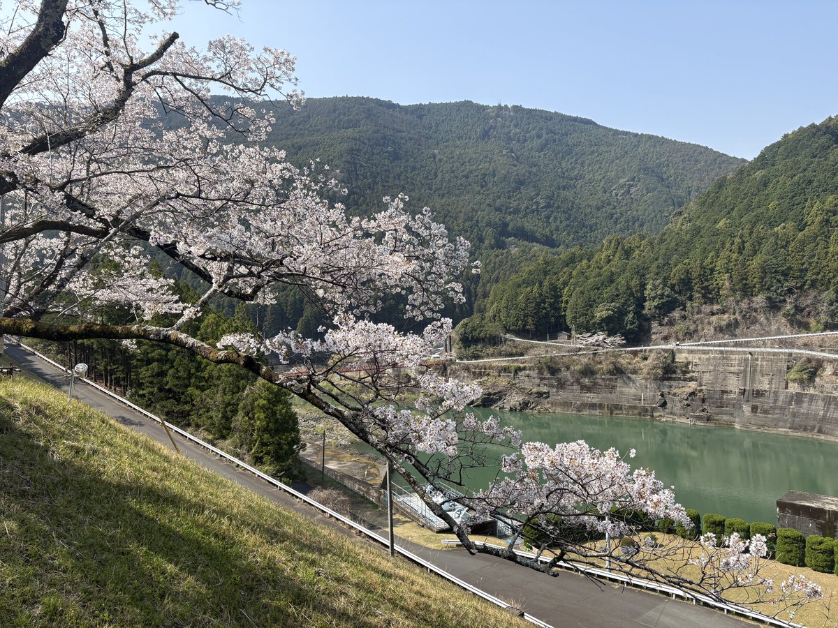 sobumoto's tweet photo. 昨日は富士山、今日は桜を見に秋葉ダムの千本桜へ行って来ました。
gsx-r125で行って来ましたか人、クルマ、バイク、自転車が多かったので足早に退散。
昨日、ウィンタージャケットを洗濯して今日から春秋ジャケットに。
バイクシーズン到来を感じながら走れました。 https://t.co/f63084jXOk