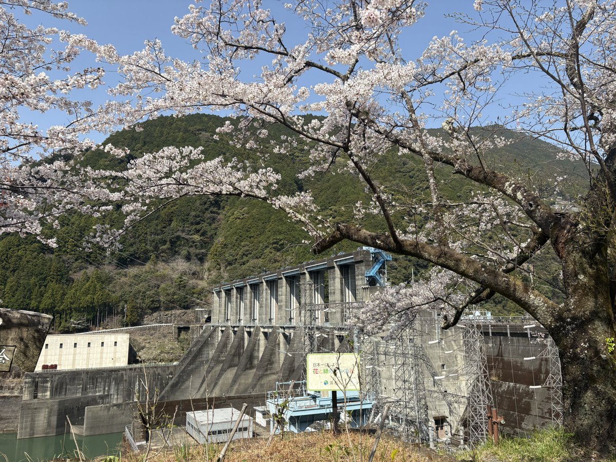 sobumoto's tweet photo. 昨日は富士山、今日は桜を見に秋葉ダムの千本桜へ行って来ました。
gsx-r125で行って来ましたか人、クルマ、バイク、自転車が多かったので足早に退散。
昨日、ウィンタージャケットを洗濯して今日から春秋ジャケットに。
バイクシーズン到来を感じながら走れました。 https://t.co/f63084jXOk