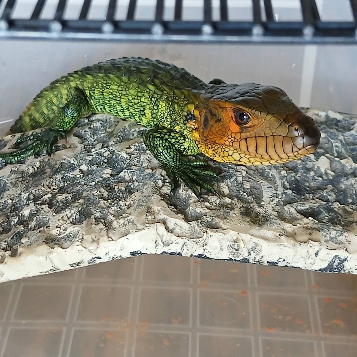 MKfarm_'s tweet photo. イカツイ　カッコイイ　カワイイを
兼ね備えたトカゲさん🦎
本日よりデビューです😊

しっかりフードに餌付いています‼️
虫が苦手な方にはオススメ…
なんて言えない大型種なので
覚悟がある方は是非🤲🏻
⁡
 #ギアナカイマントカゲ 
 #ガイアナカイマントカゲ https://t.co/PBAAX2paU1