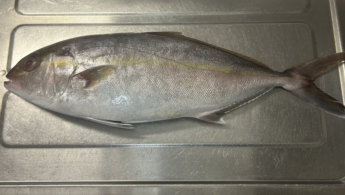 はな@釣りするメン tweet media