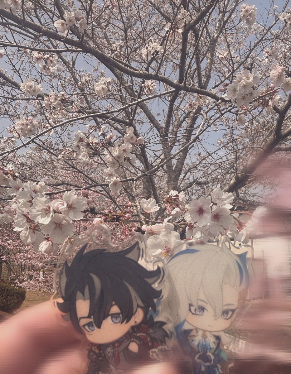 PotA_rinU's tweet photo. 🌸 https://t.co/Aer69Md0G3