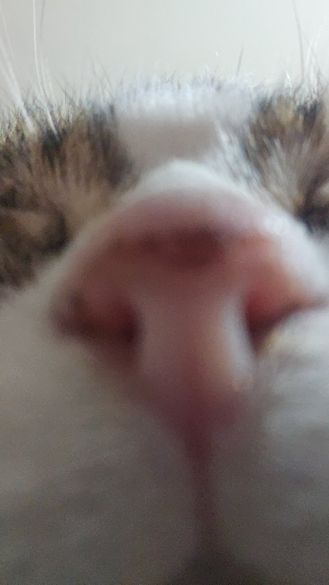 ✧𝕷𝖔𝖘𝖙 𝕬𝖗𝖙✧ tweet media