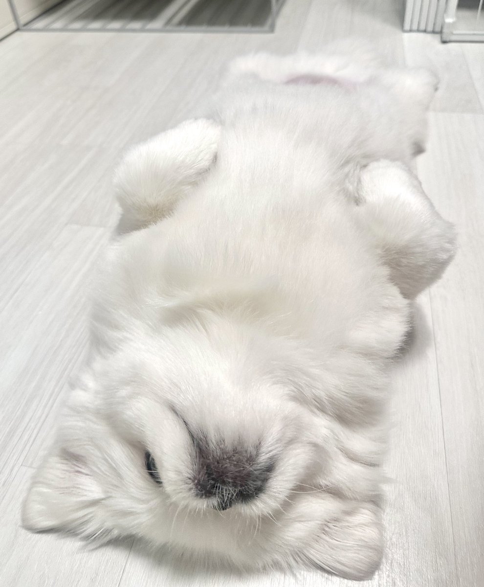 빗질업자 또 왔다