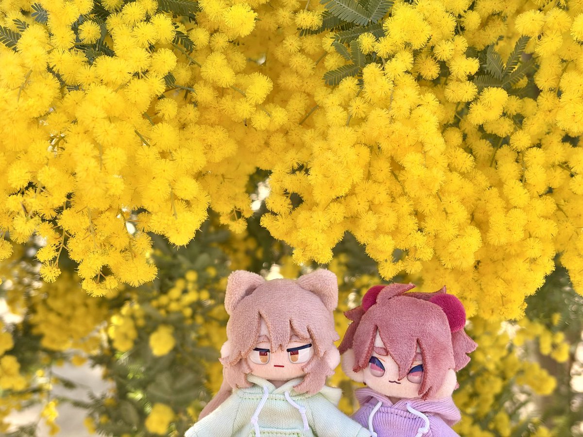 念願のミモザ見てきた꒰ᐡ⸝ɞ̴̶̷ ·̮ ɞ̴̶̷⸝ᐡ꒱  

#ぷにみお