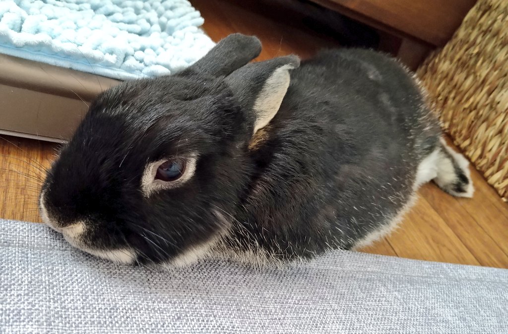 ウサギ大好き tweet media