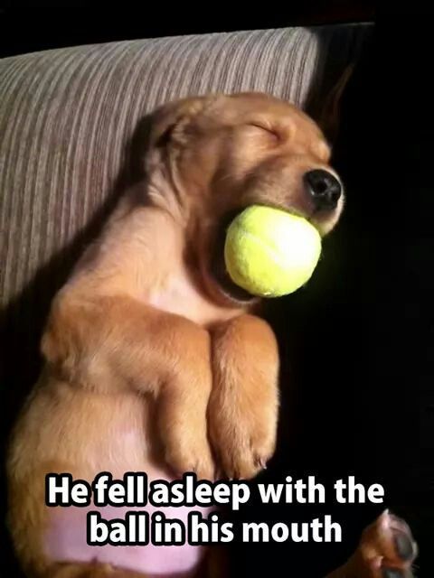 Doglover tweet media