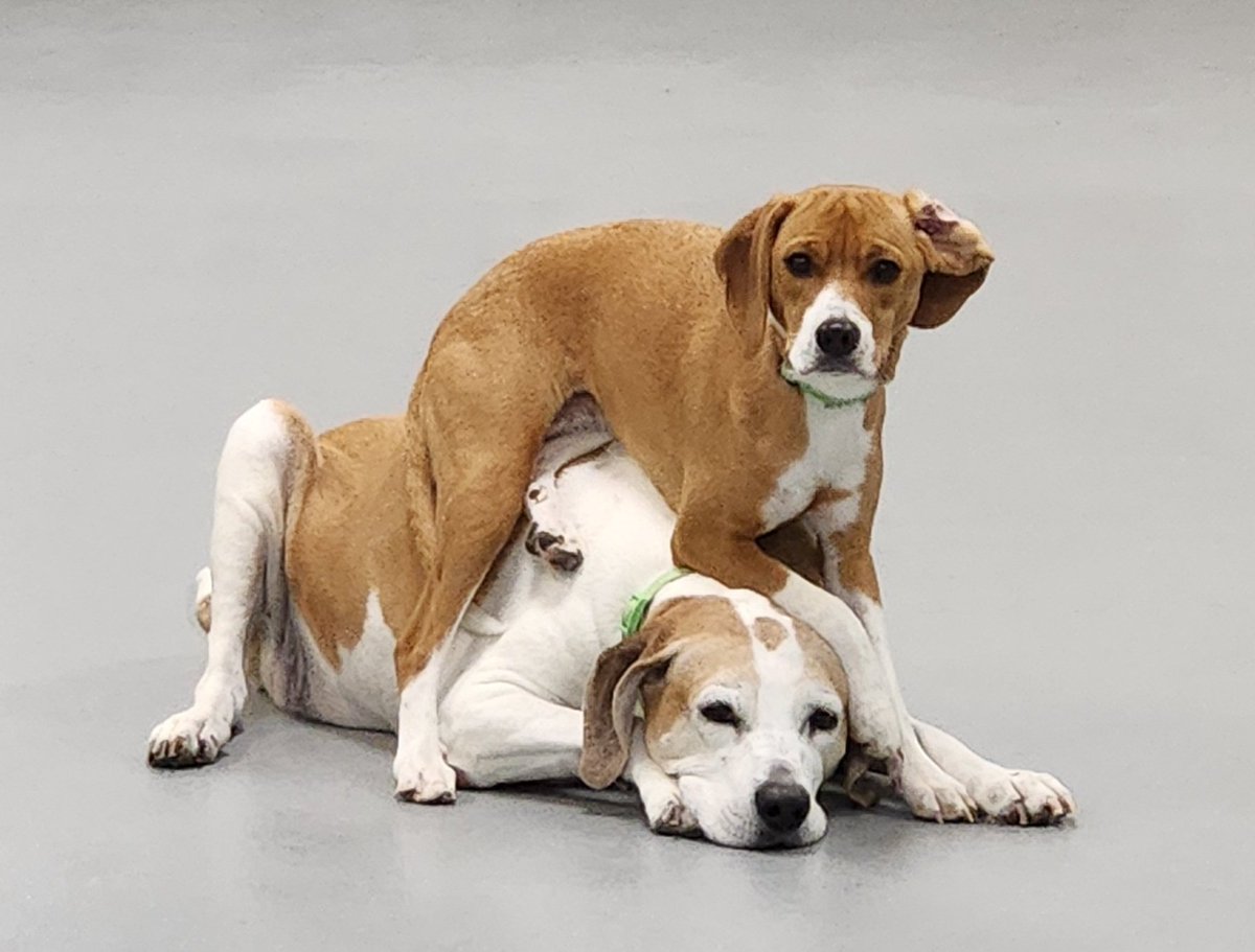 Sundoodle_EP's tweet photo. Was sibling cuddle day today apparently. Photos of my kitties and the dogs at work https://t.co/vucyDSG1gq