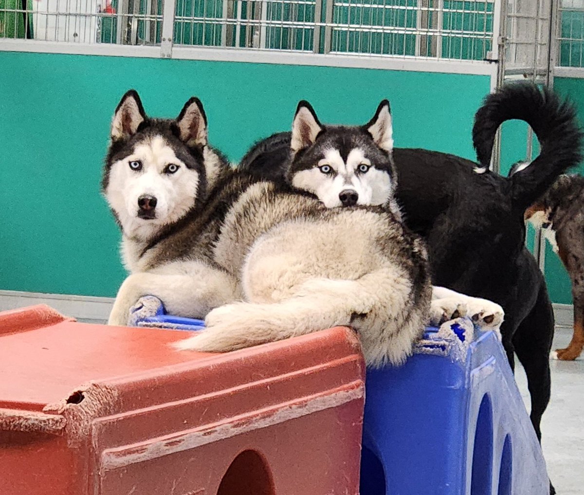 Sundoodle_EP's tweet photo. Was sibling cuddle day today apparently. Photos of my kitties and the dogs at work https://t.co/vucyDSG1gq