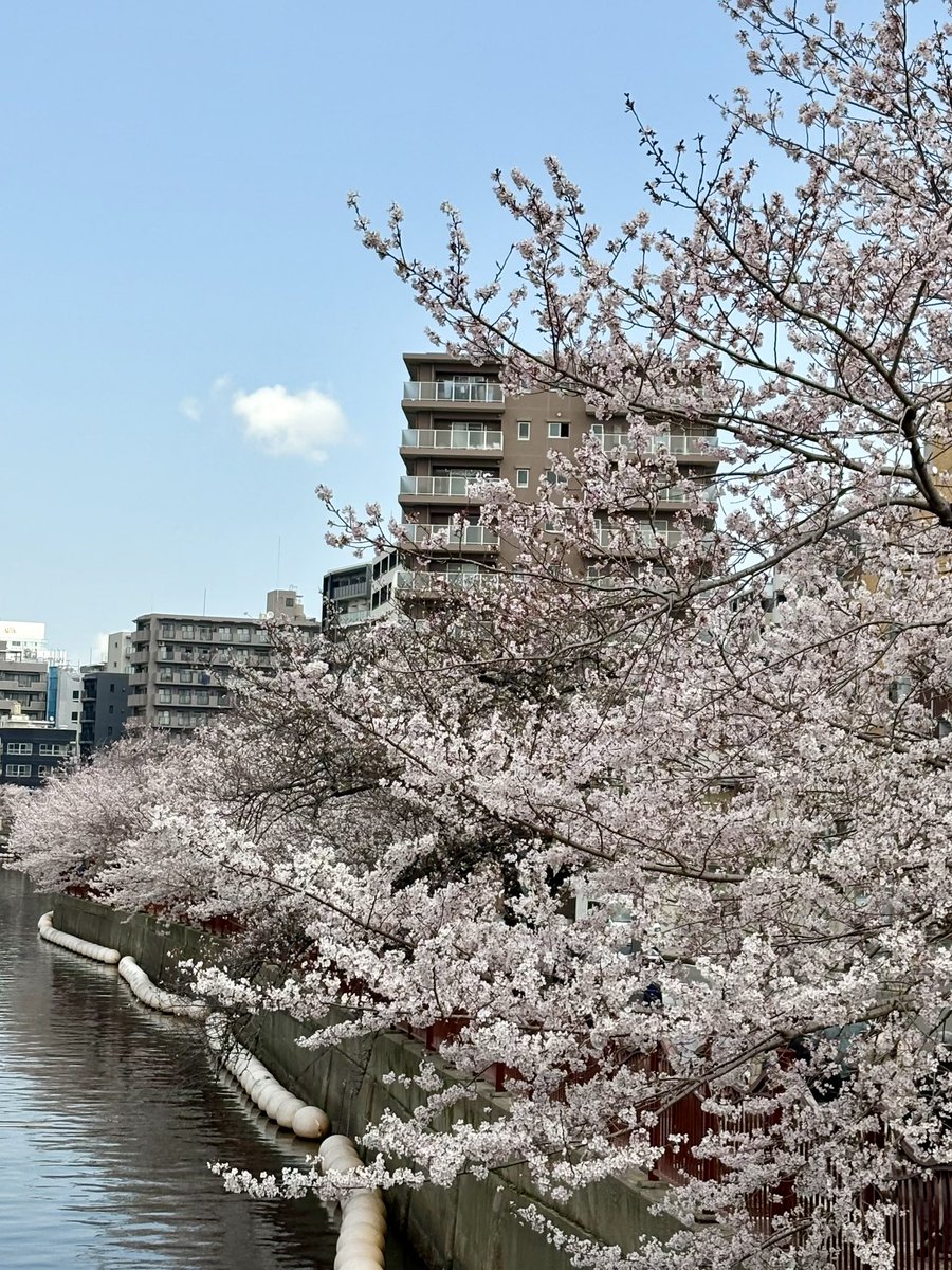 Daibar【ランナー🏃‍♂️】 tweet media