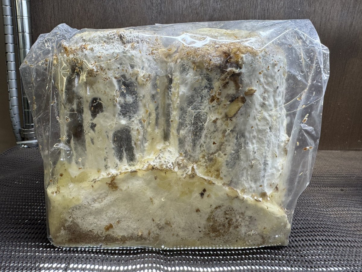 爬虫両生類 昆虫ショップD.N.A_昆虫垢 tweet media