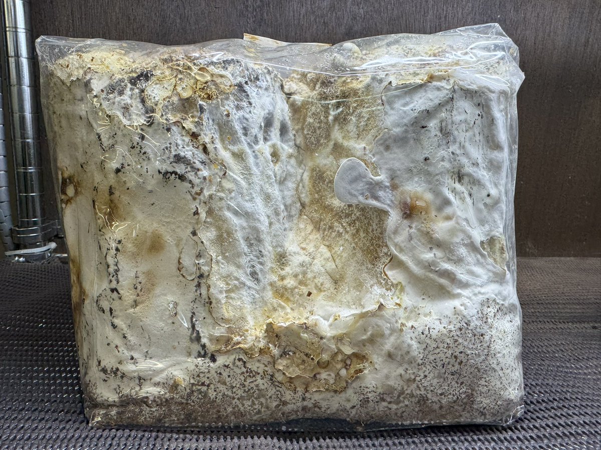 爬虫両生類 昆虫ショップD.N.A_昆虫垢 tweet media