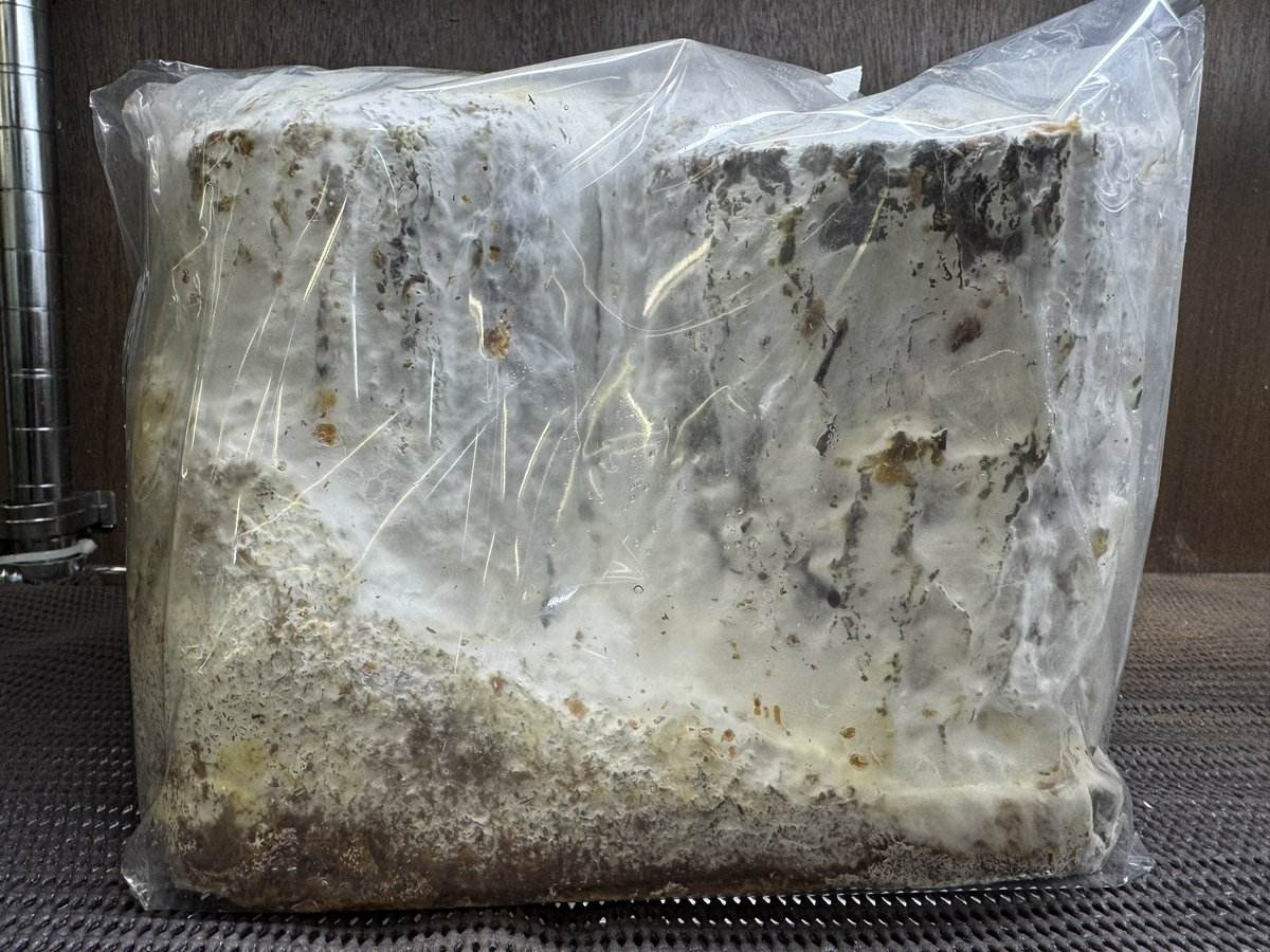 爬虫両生類 昆虫ショップD.N.A_昆虫垢 tweet media