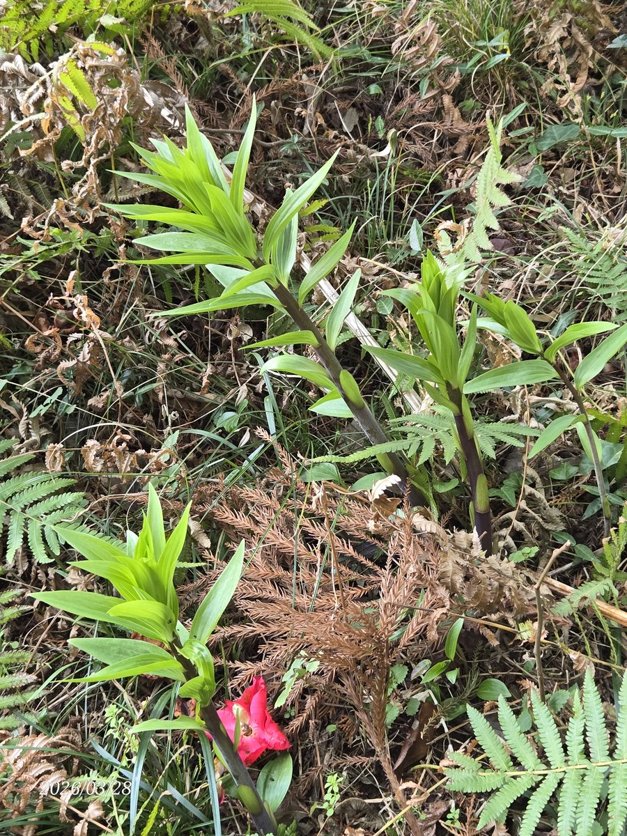 シトリン tweet media