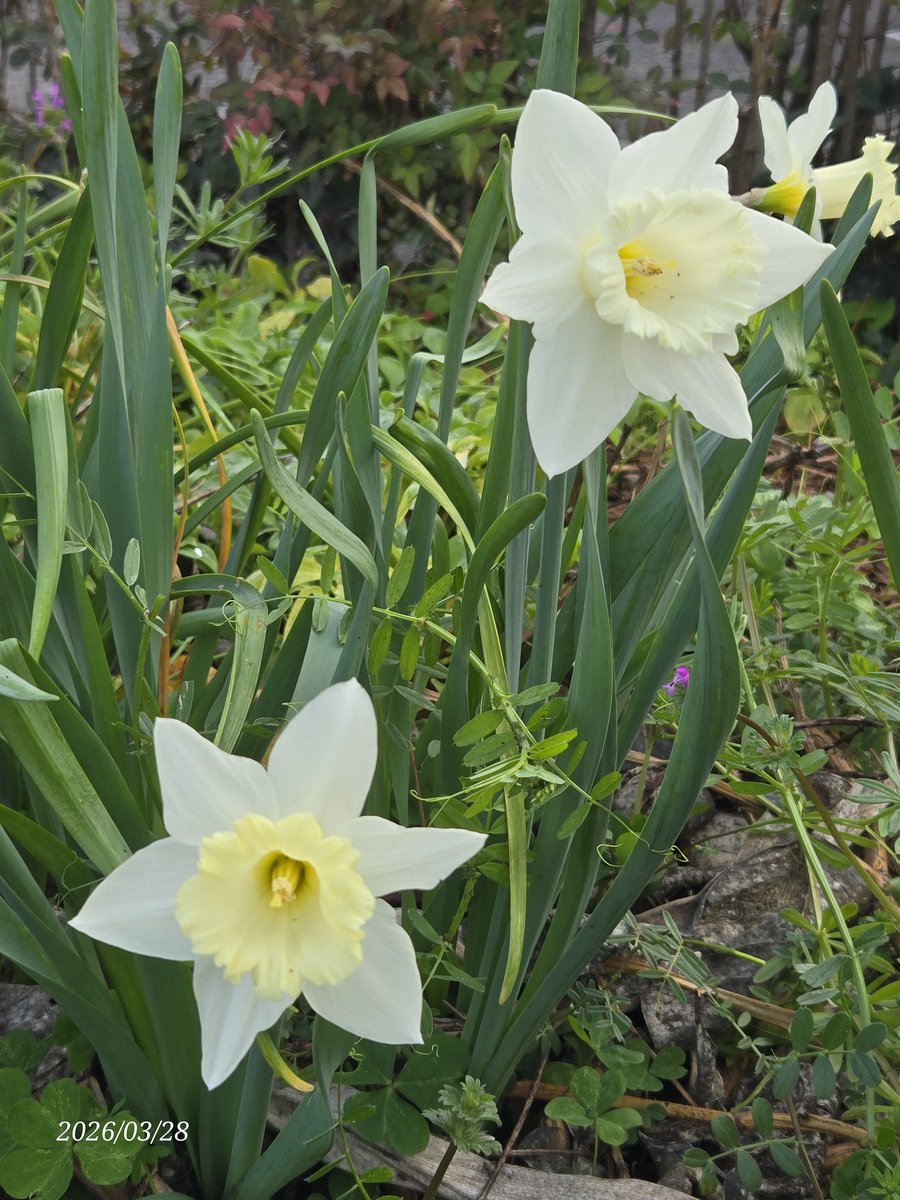 シトリン tweet media