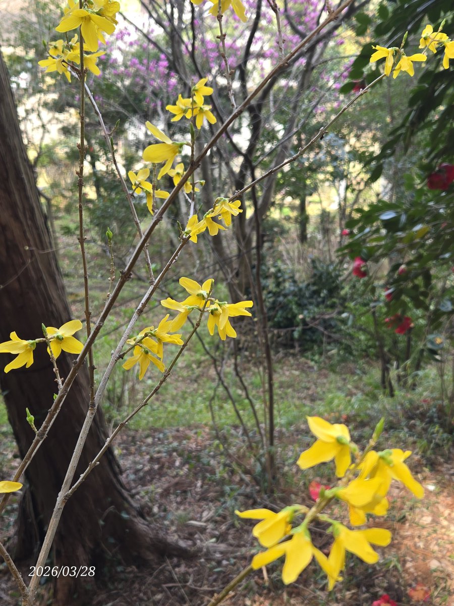 シトリン tweet media