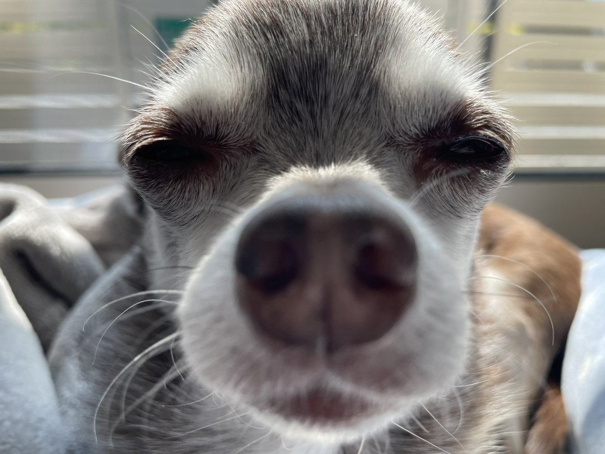 えも@16匹のはむちゃんず🐹 tweet media