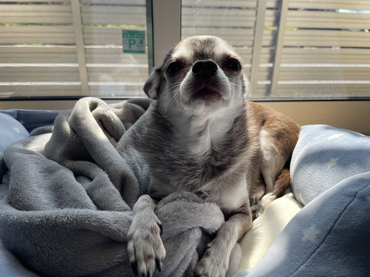 えも@16匹のはむちゃんず🐹 tweet media