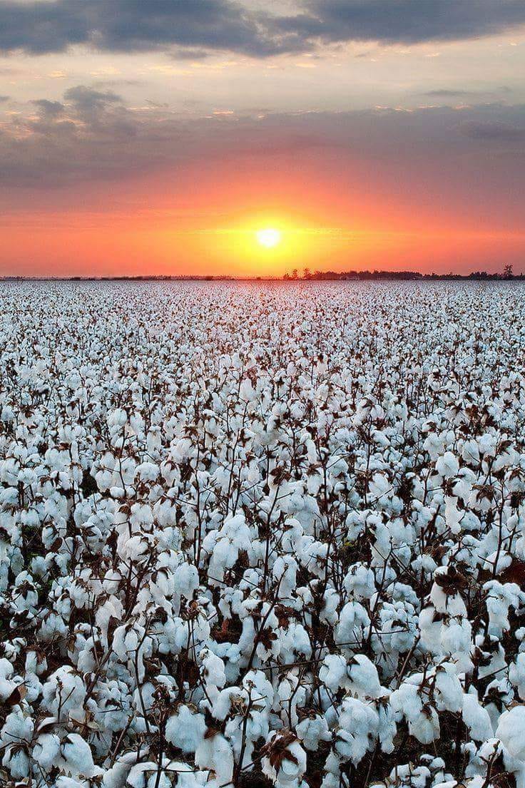 Starke T. Miller tweet media