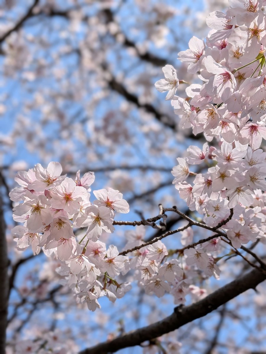 スットロンボリ tweet media