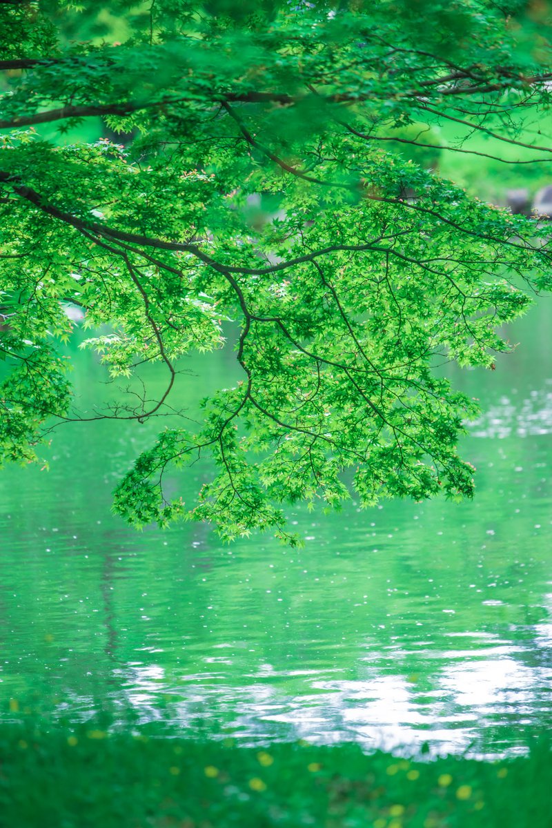 yoshito_photo1's tweet photo. 桜だけが春じゃない https://t.co/6bpOCZZysx