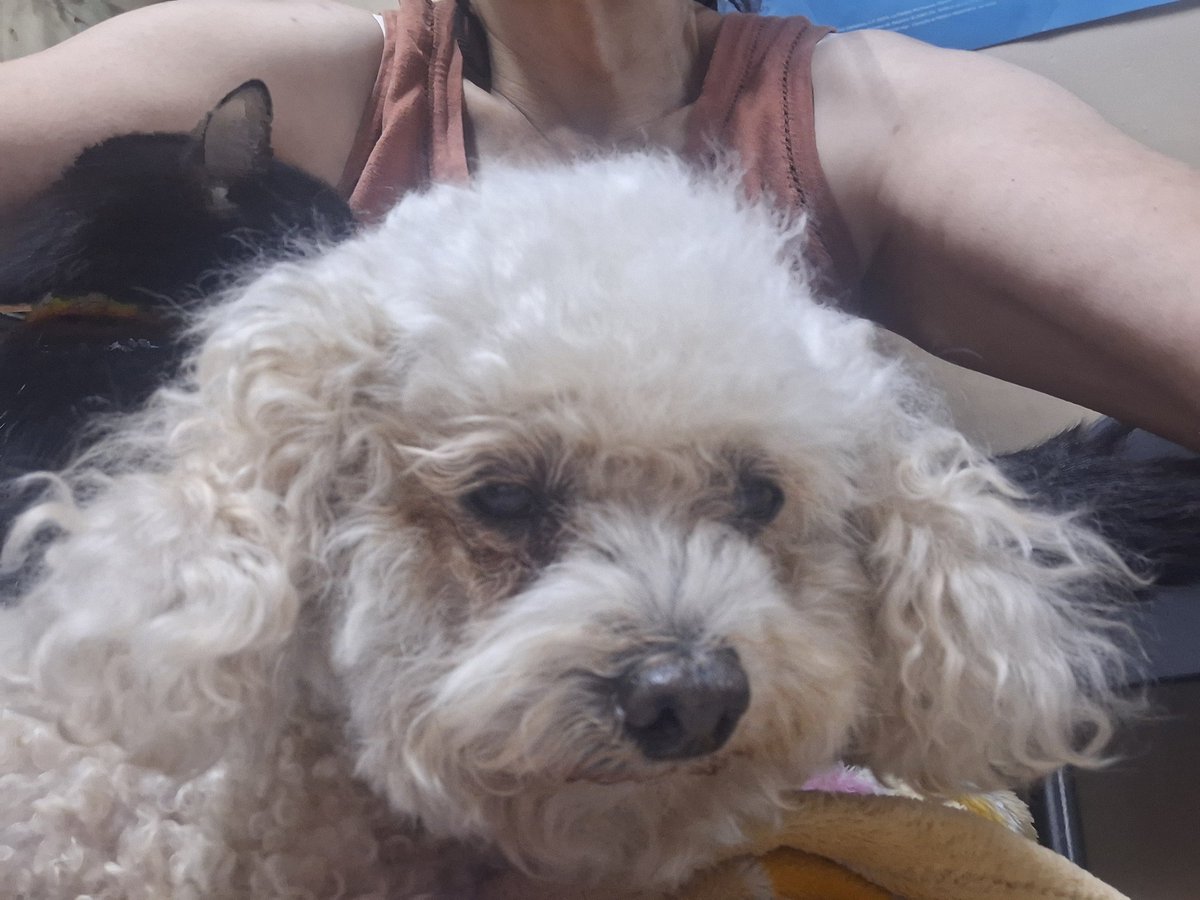 TENISDOGGIFTS TENISCONCAUSA tweet media