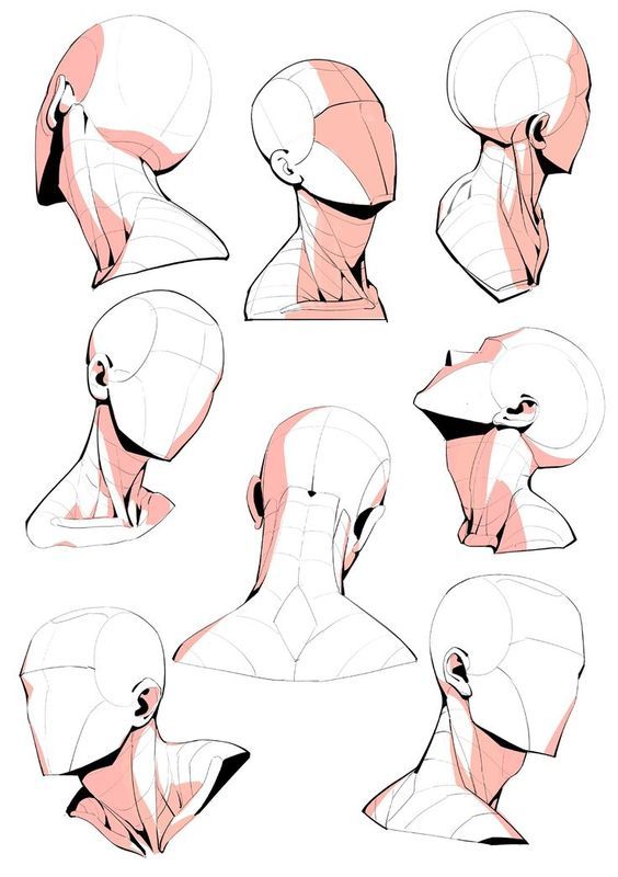 Anatomical reference guide for drawing the human head and neck from ...