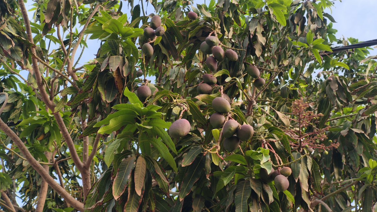 سنيوري ‏ tweet media