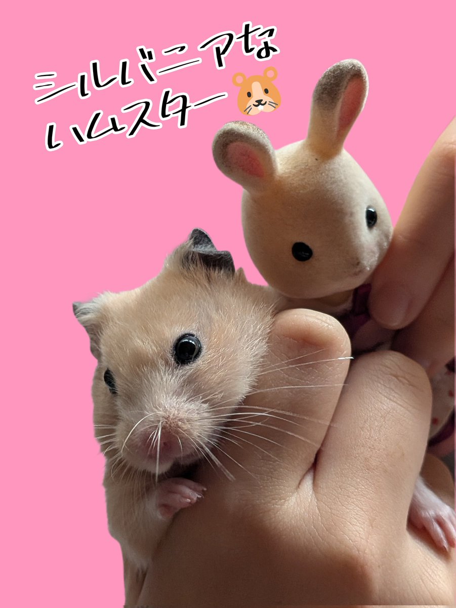 popping_tk's tweet photo. ウチのハムスター🐹は
シルバニアに似てます🫶
#キンクマハムスター
#シルバニア https://t.co/1wcgosvvKO