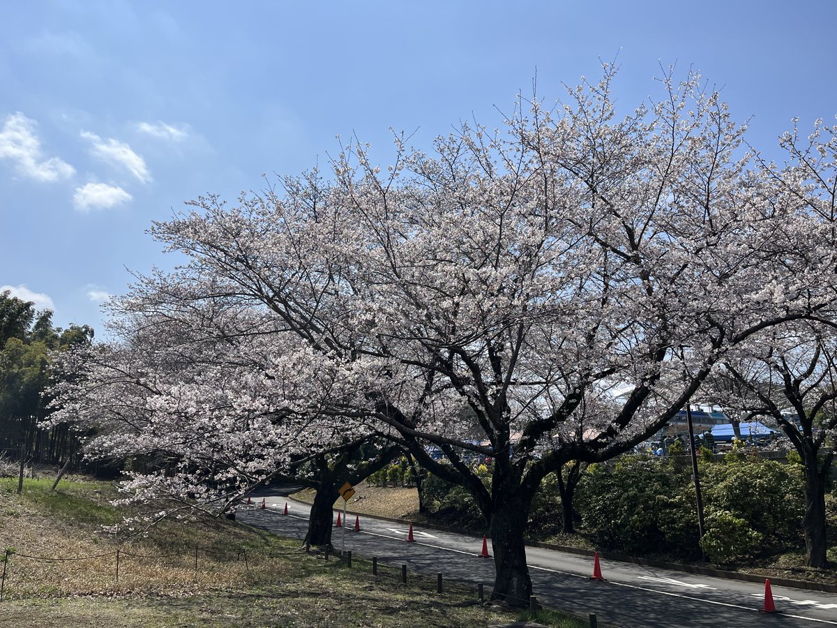 大島 和人（Kazuto Oshima） tweet media