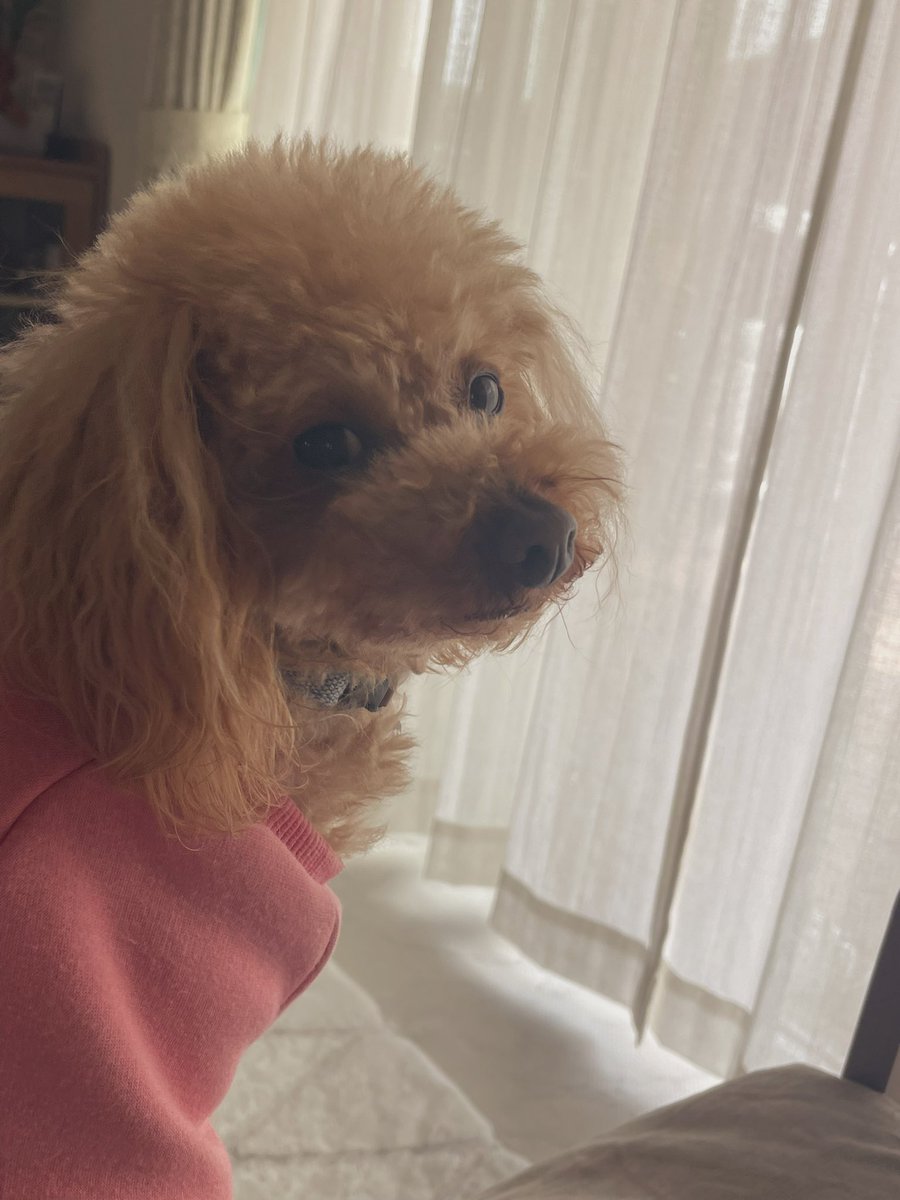 kukuru_129's tweet photo. 見返り美人♡
2枚目はセクシー風🫦

#見返り美犬　 #愛犬　#トイプードルの女の子　#犬のいる暮らし　#犬好きさんと繋がりたい https://t.co/7BPs8lYTCt