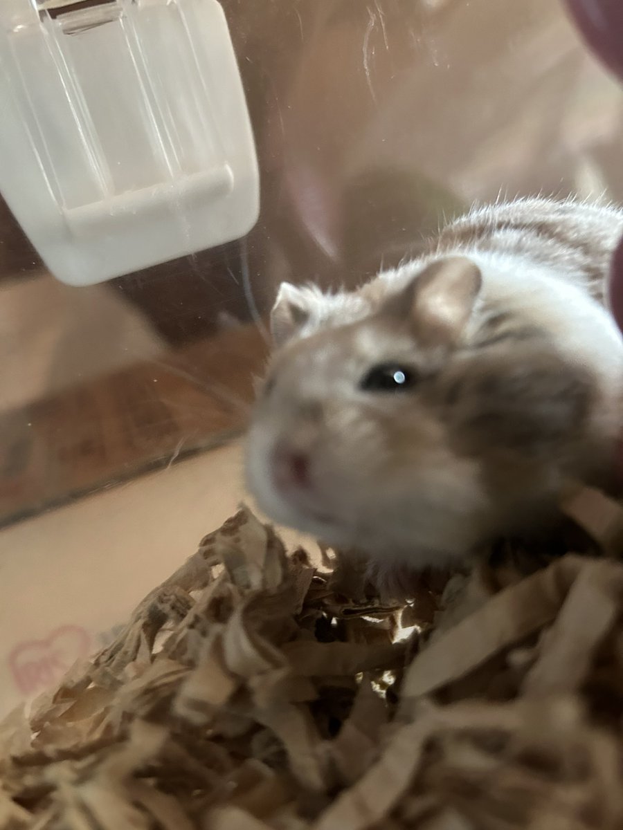 郡南蛮田 平平(ぐなんばんでん　へいぺい) tweet media