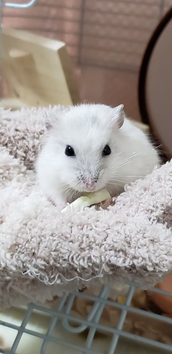 おはむ tweet media