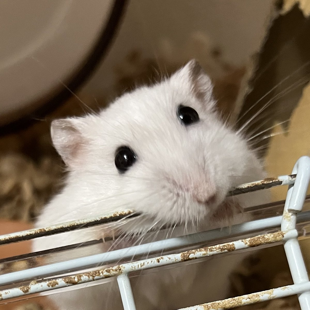 おはむ tweet media