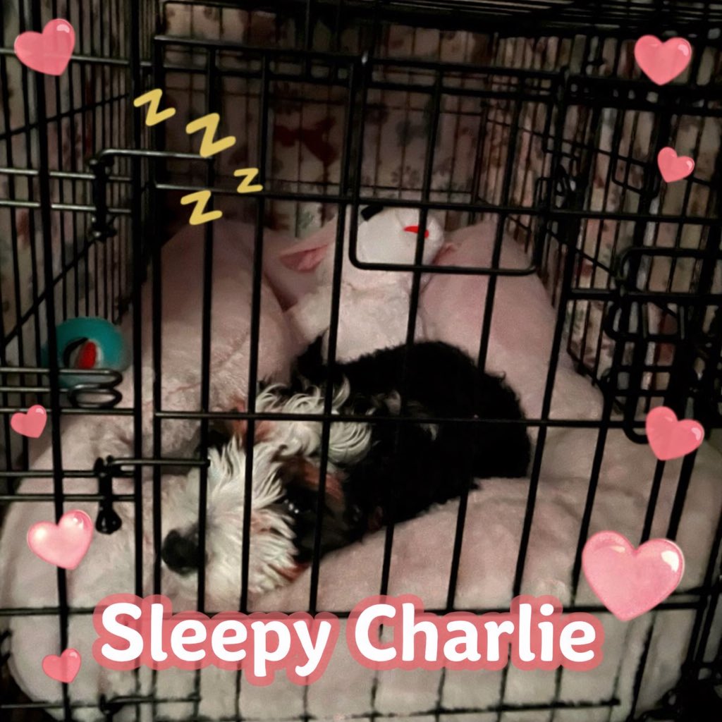 Ithinkyoureok's tweet image. me after a long day of doing absolutely nothing 😌💤  
charlie edition 🐶💗  
#SleepyCharlie #DogTwitter #CozyVibes