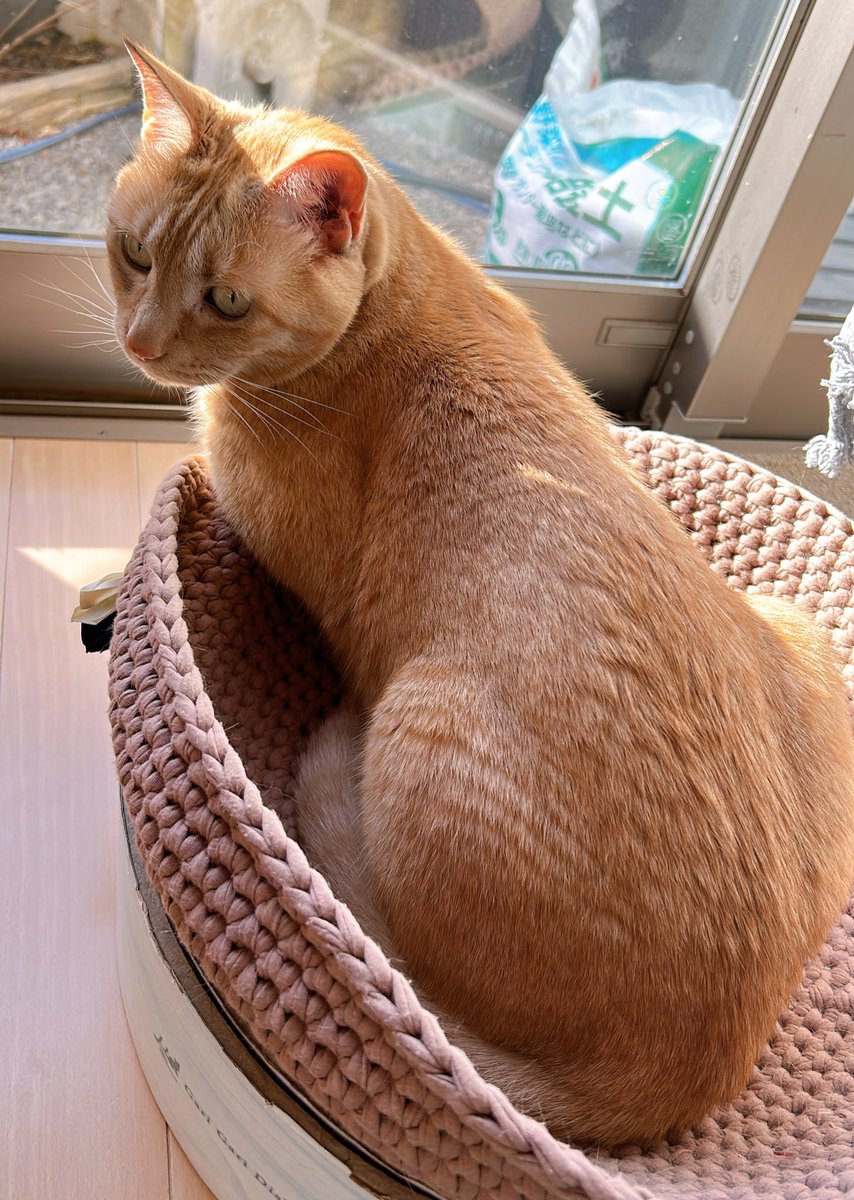 茶トラのニャン太とキジ白の喜次郎 tweet media