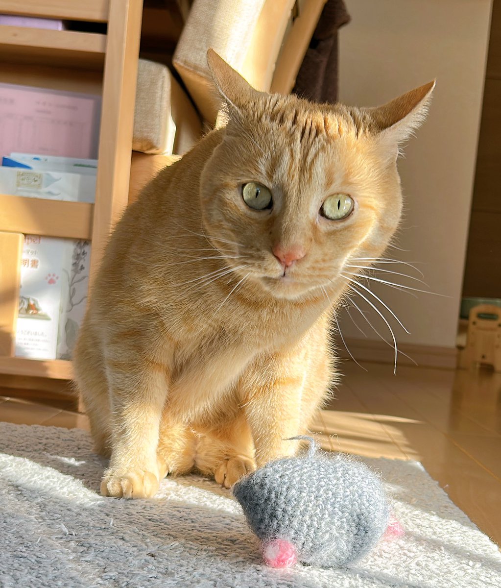 茶トラのニャン太とキジ白の喜次郎 tweet media