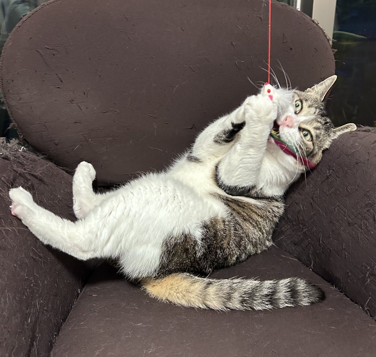 茶トラのニャン太とキジ白の喜次郎 tweet media