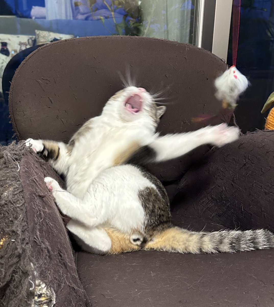 茶トラのニャン太とキジ白の喜次郎 tweet media