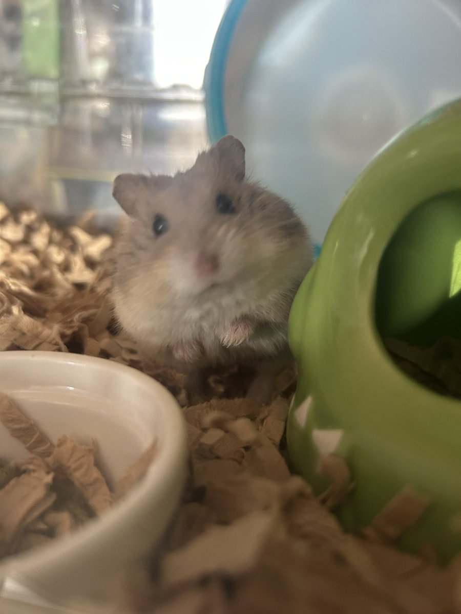 郡南蛮田 平平(ぐなんばんでん　へいぺい) tweet media