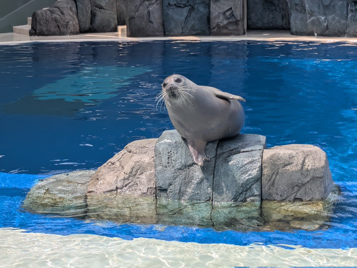 まる まるたん( Ꙭ)🍭 tweet media