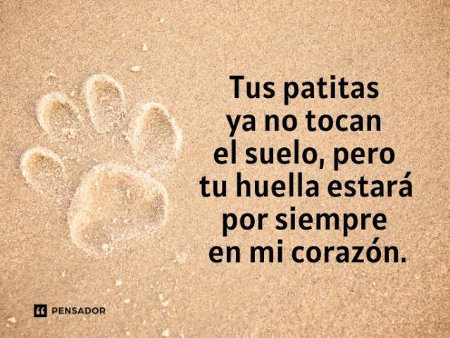 TENISDOGGIFTS TENISCONCAUSA tweet media