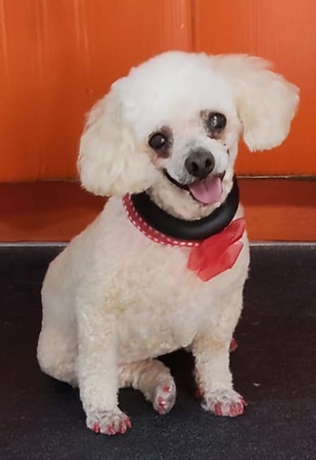 TENISDOGGIFTS TENISCONCAUSA tweet media