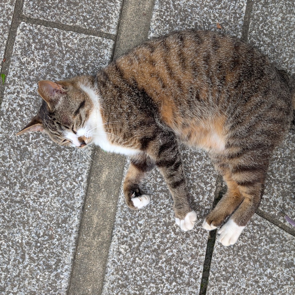 Steer☆彡Yojimbo tweet media