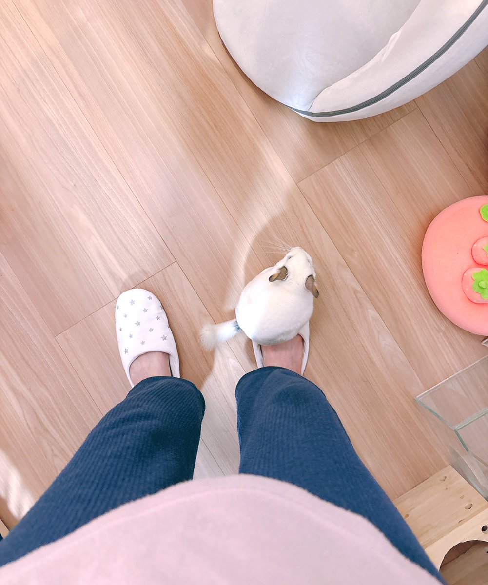 あおの🐭 tweet media