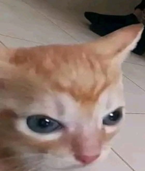 Angry Birds Zone tweet media