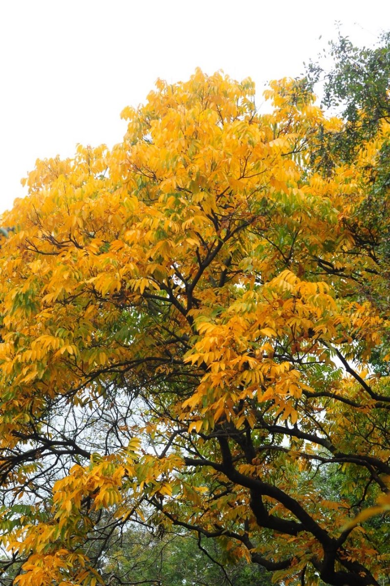 zahid mehmood tweet media