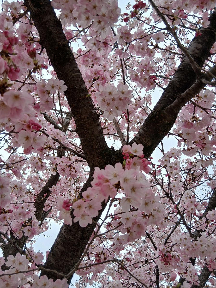 麺のクリタ 群馬の館林で麺づくりの会社🔰 tweet media