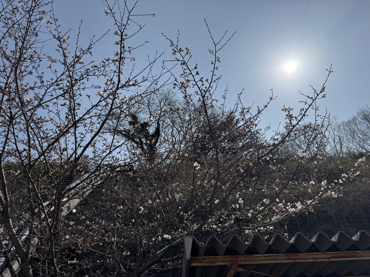 せるしうす tweet media